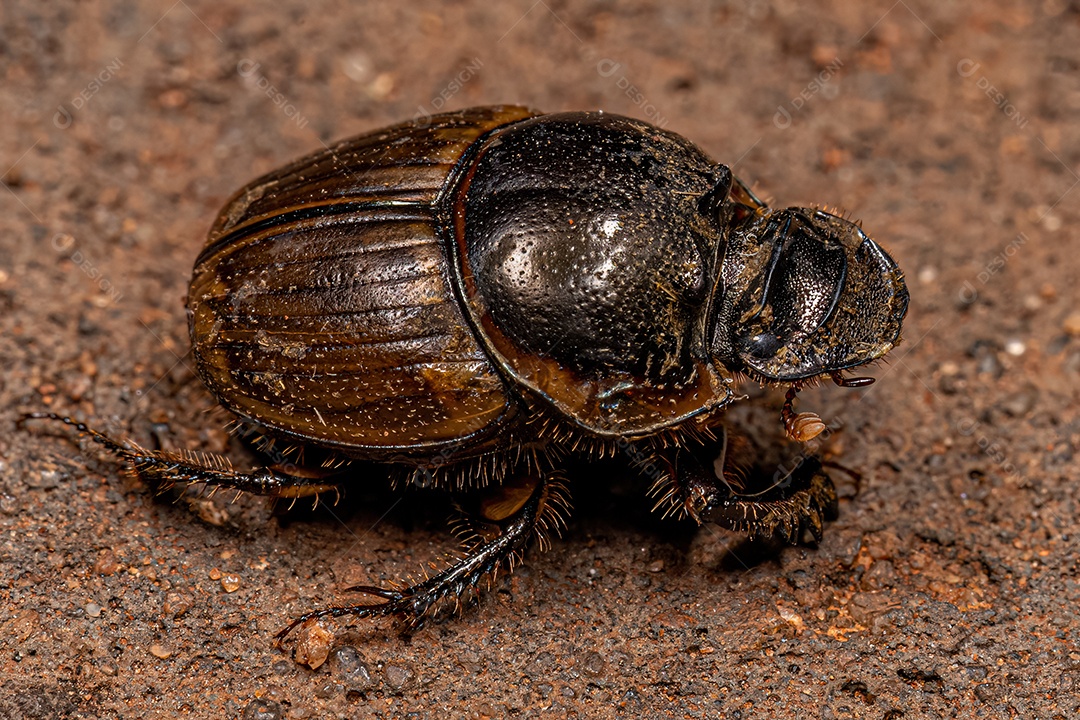Gazela adulta Escaravelho da espécie Digitonthophagus gazella.