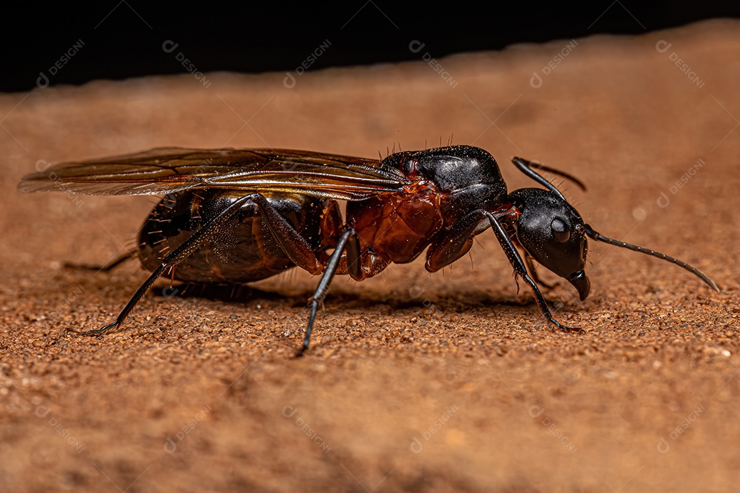 Formiga rainha carpinteira adulta do gênero Camponotusn Formiga do gênero Camponotus.