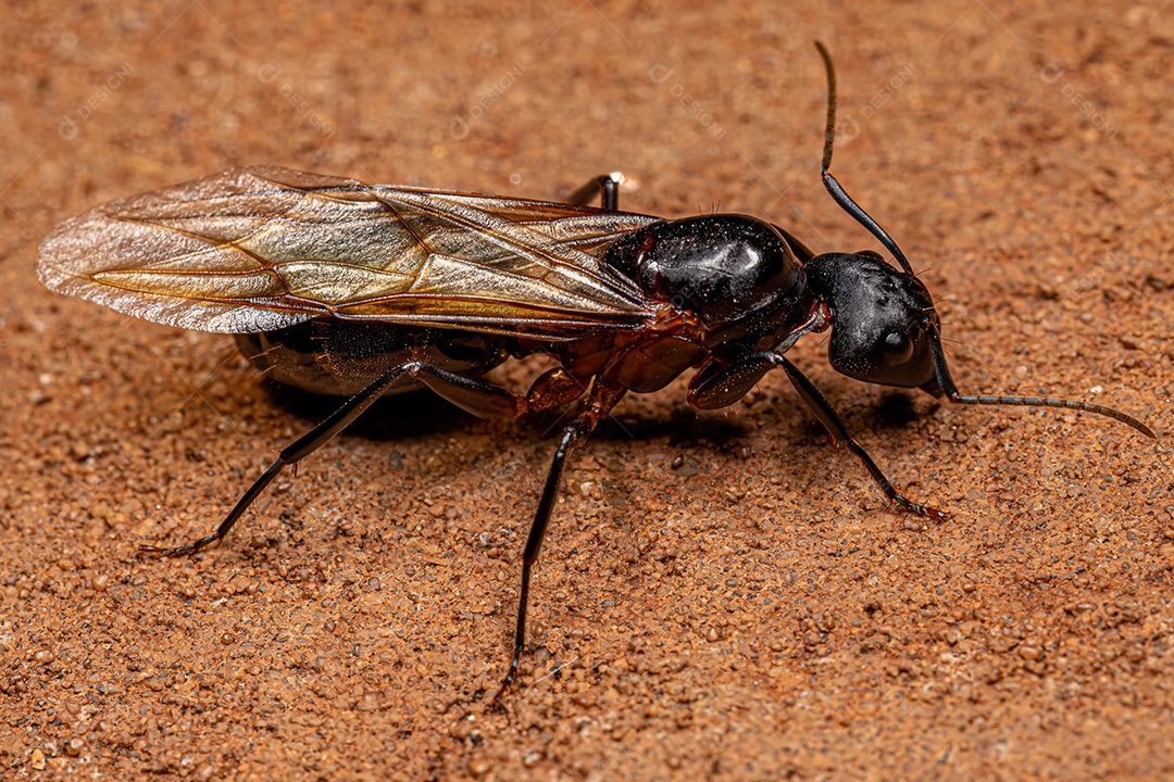 Formiga Rainha Carpinteira Fêmea adulta do gênero Camponotus.