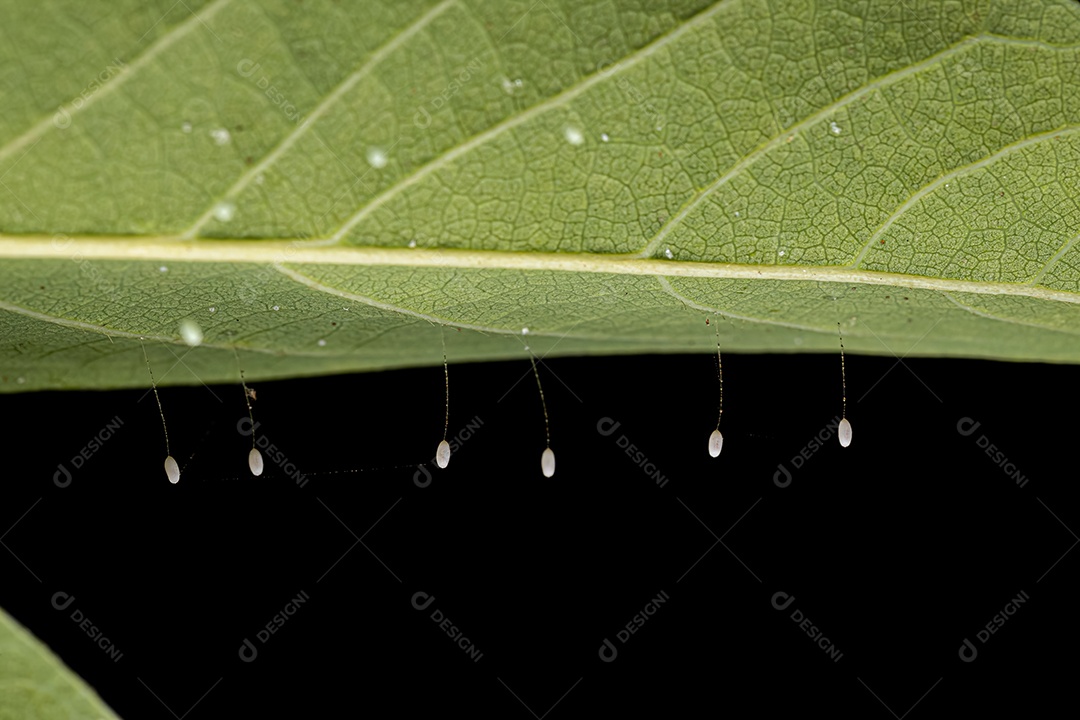 Ovos verdes típicos de crisopídeos da família Chrysopidae.