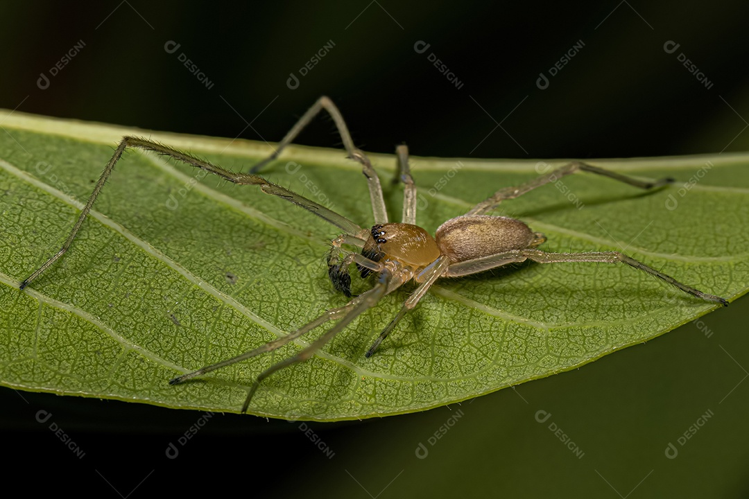 Pequenas aranhas fantasmas da família Anyphaenidae.