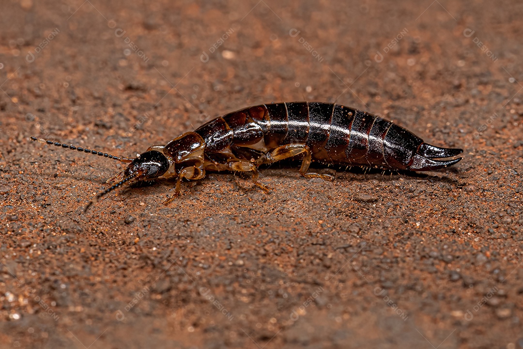 Pequeno Inseto Epidermapteran Tesourinha da Família Anisolabididae.