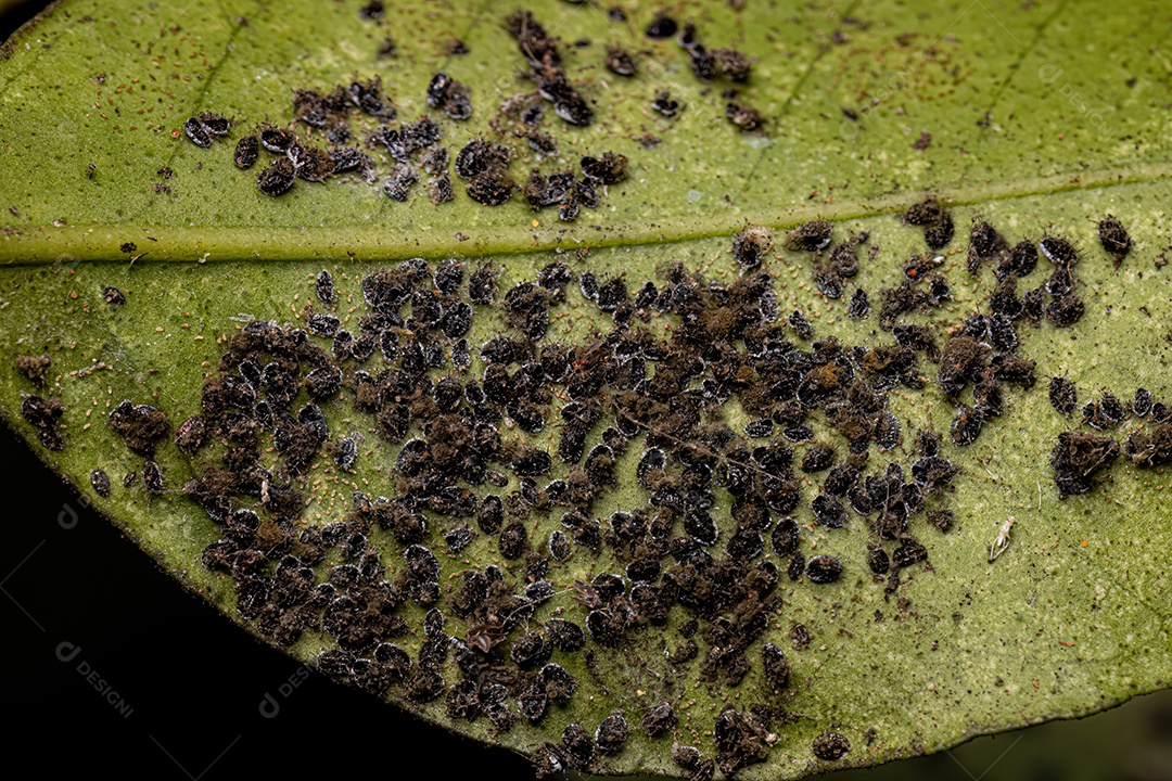 Citrus Black Fly Inseto da espécie Aleurocanthus woglumi.