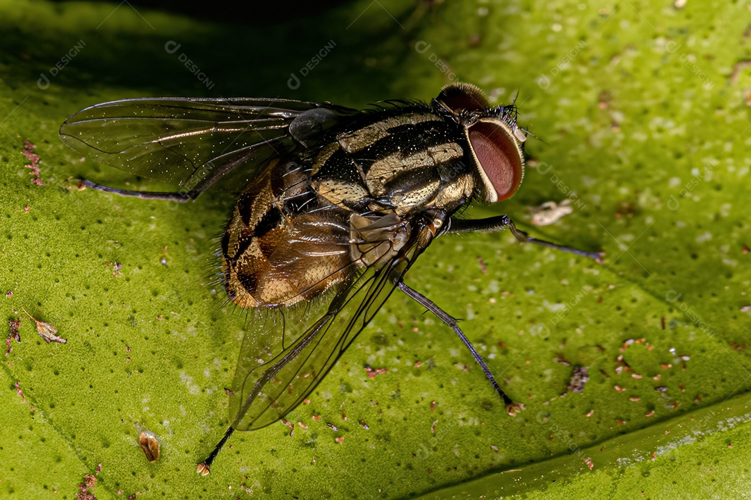 Mosca muscóide adulta do gênero Graphomya.