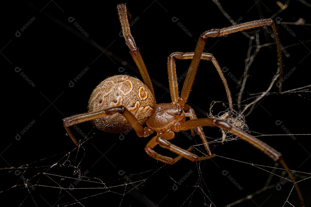 Aranha Viúva Marrom Adulto Fêmea da espécie Latrodectus geometricus.