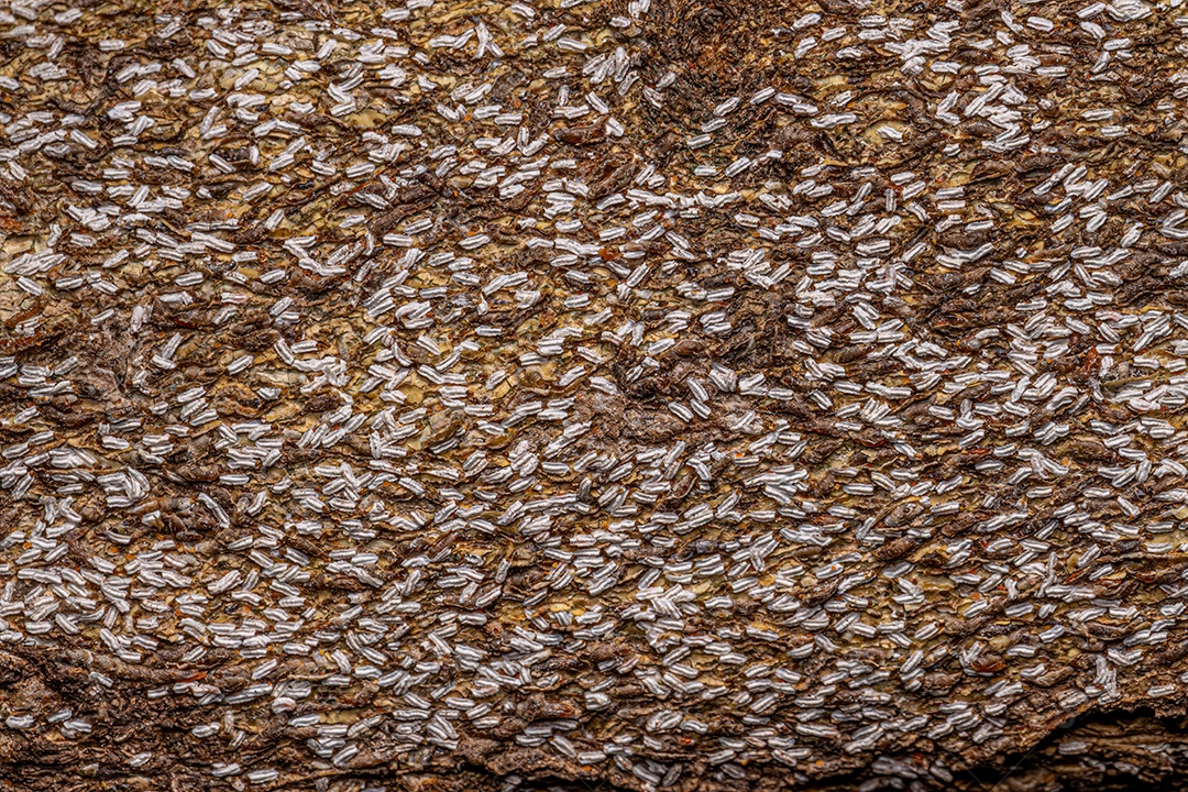 Citrus Snow Scale Inseto da espécie Unaspis citri.