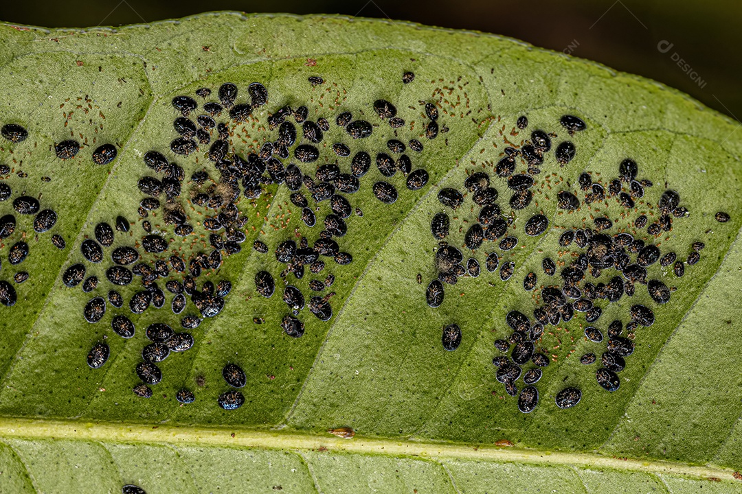 Citrus Black Fly Inseto da espécie Aleurocanthus woglumi.