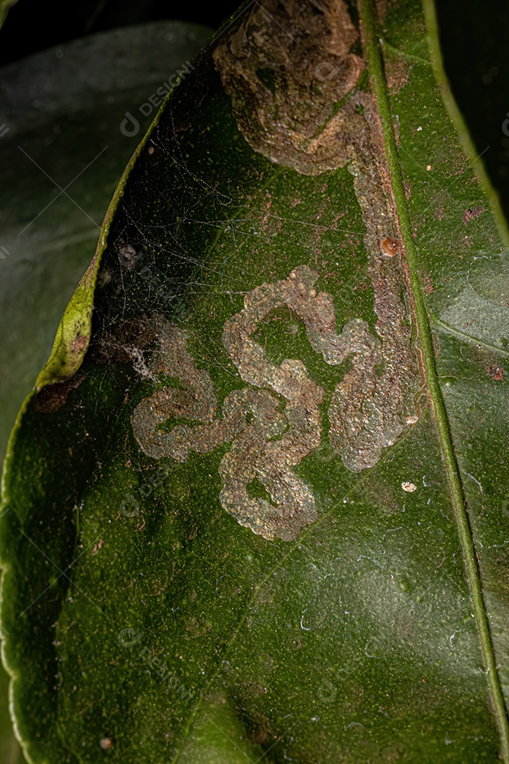 Citrus Leafminer Inseto da espécie Phyllocnistis citrella.