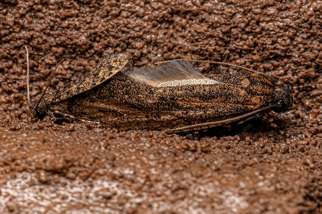 Mariposas Twirler adultas da família Gelechiidae.