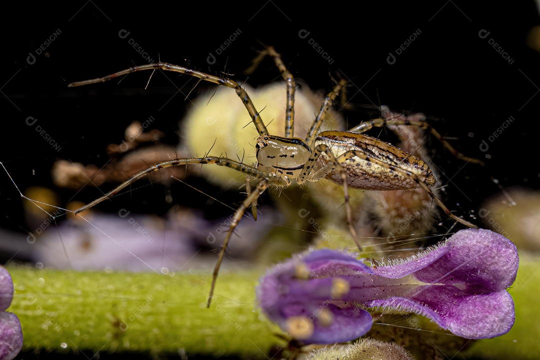 Aranha lince adulta da espécie Peucetia rubrolineata.