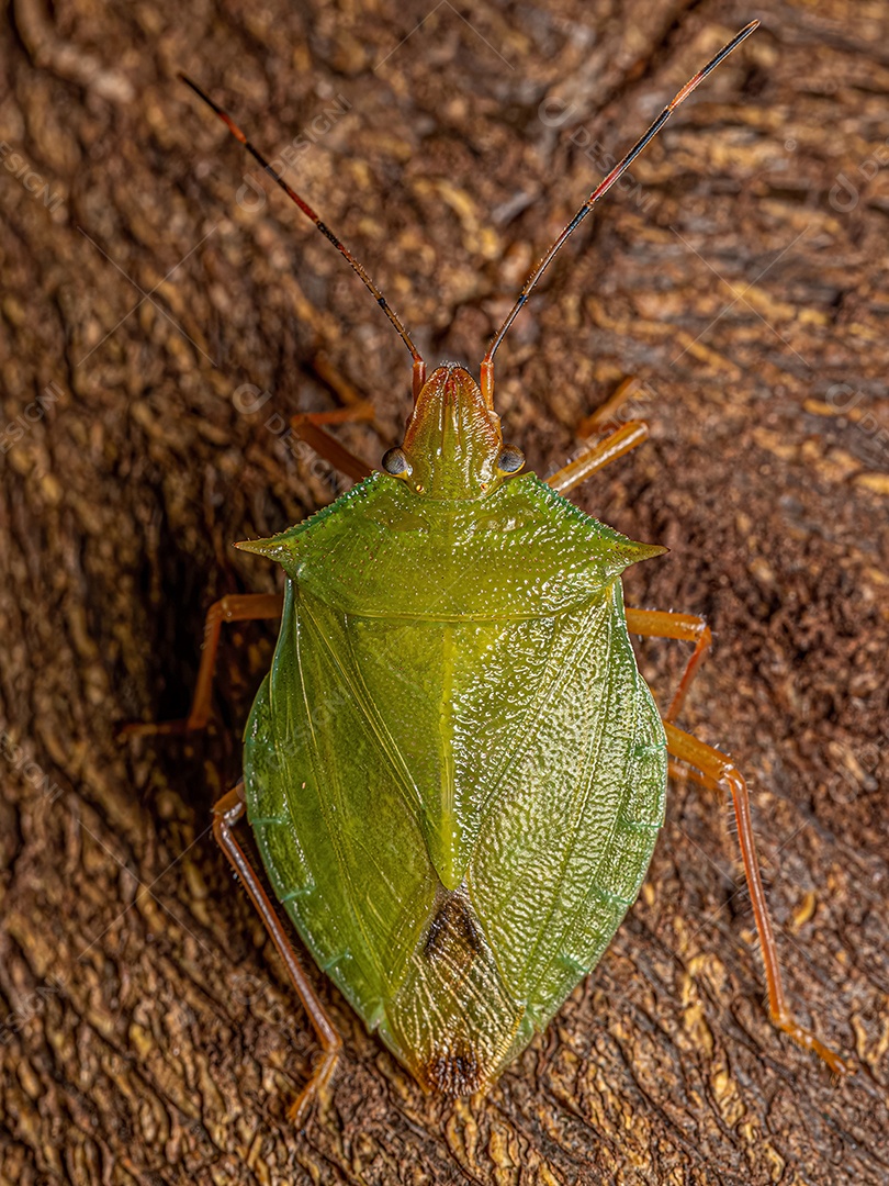 Percevejo adulto do gênero Chlorocoris.
