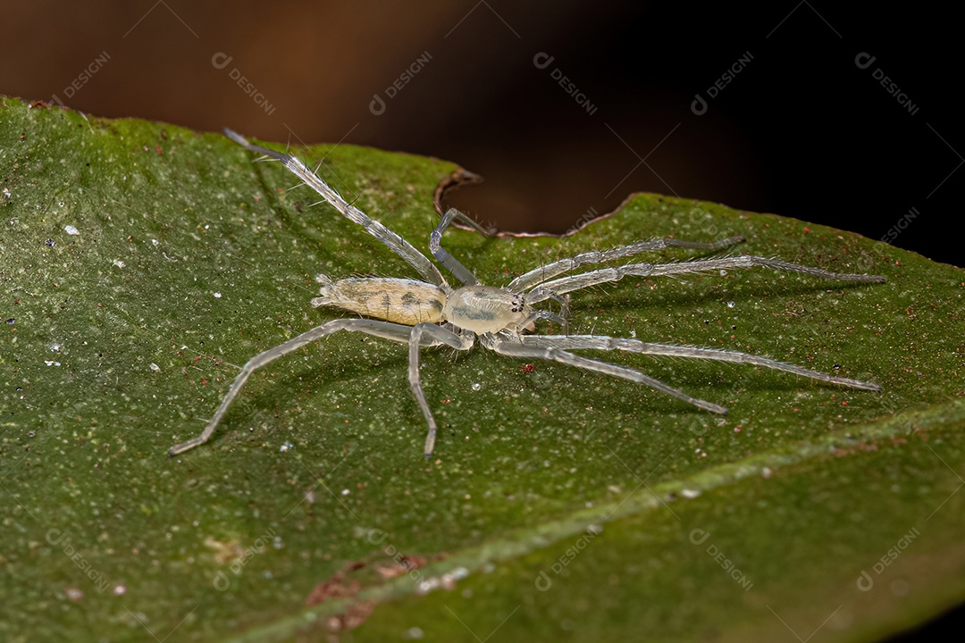 Pequena aranha fantasma da família Anyphaenidae.