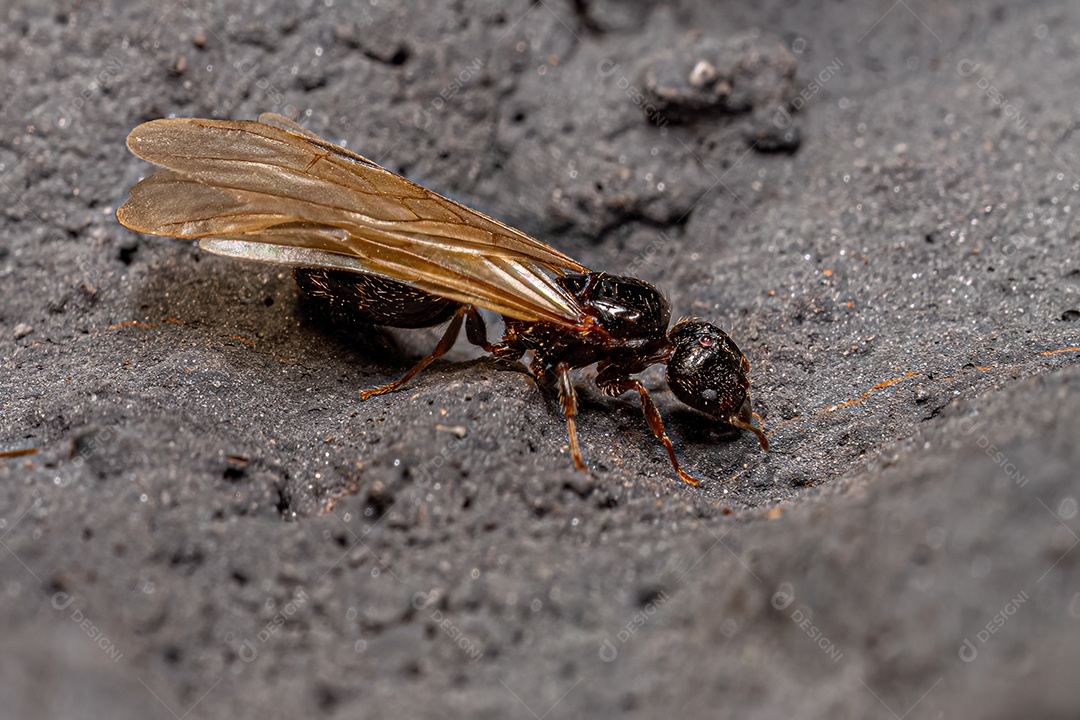 Formiga Cabeçuda Fêmea Adulta Rainha do Gênero Pheidole.