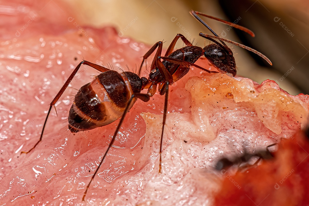 Formiga carpinteira fêmea adulta do gênero Camponotus comendo melancia.