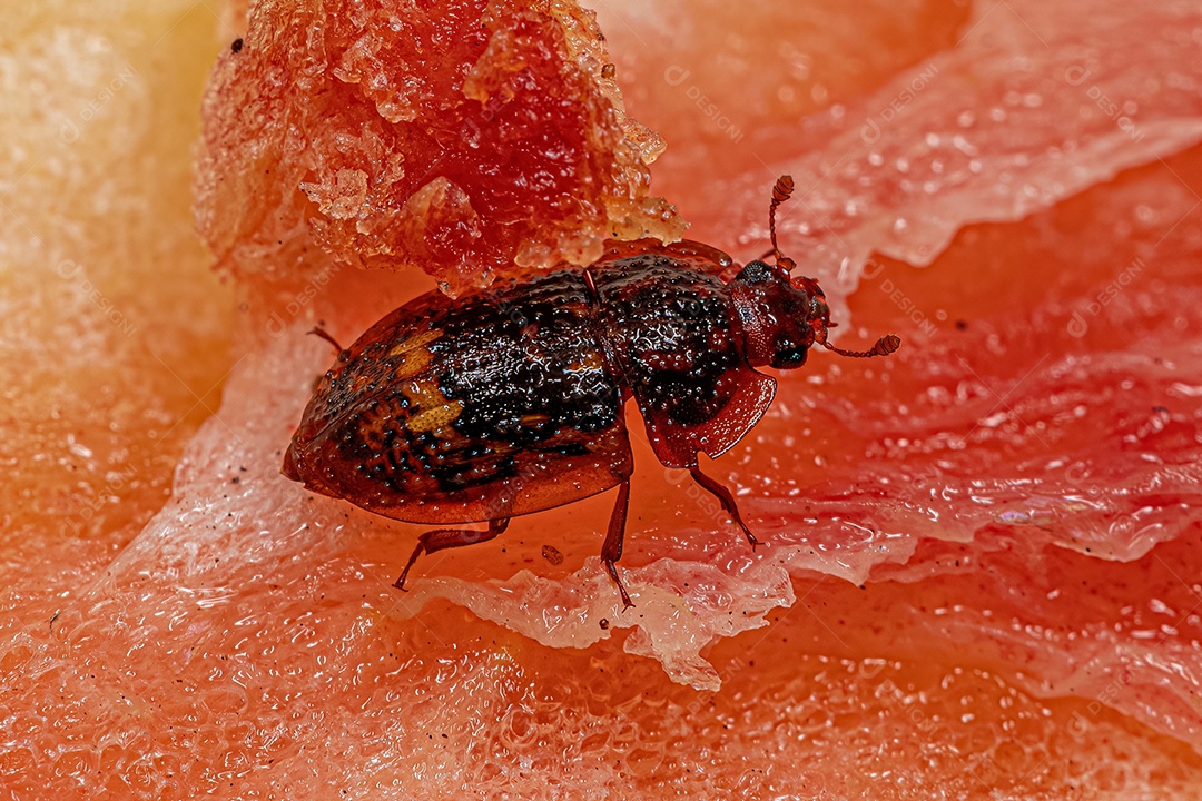 Besouro adulto que se alimenta de seiva da família Nitidulidae.