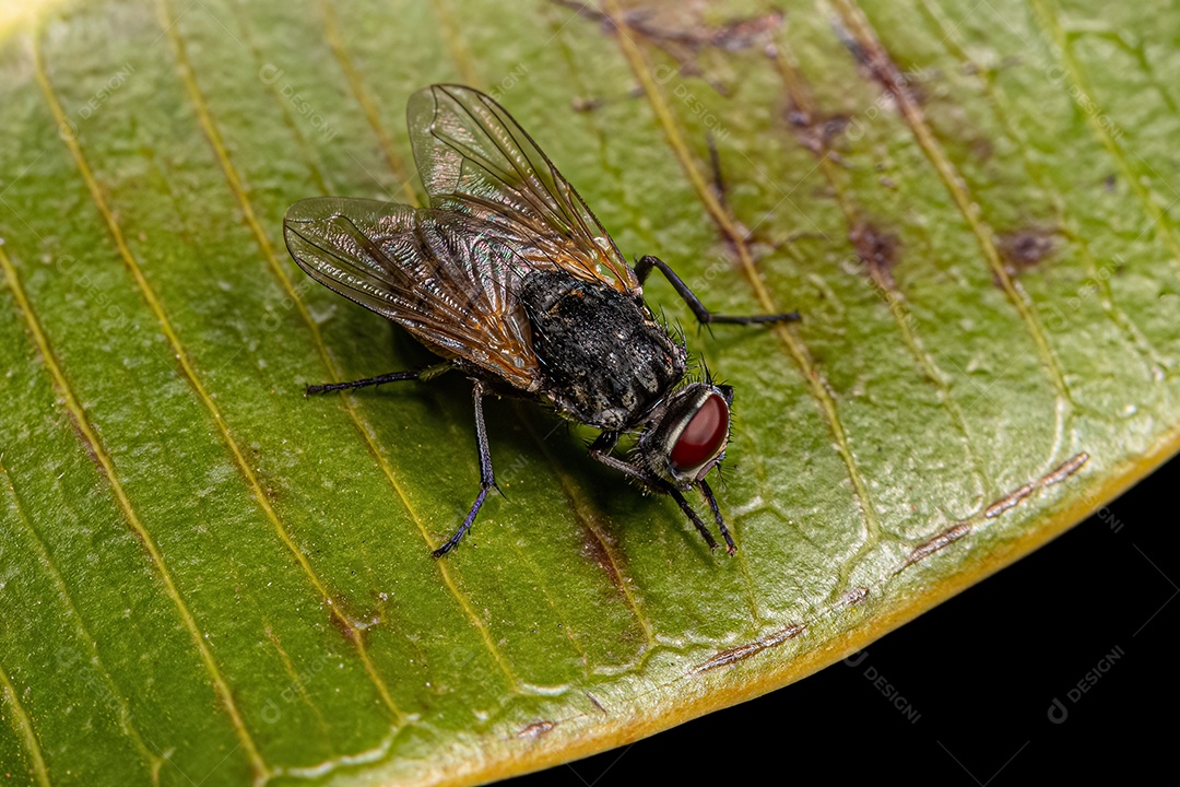 Mosca doméstica adulta do gênero Musca.