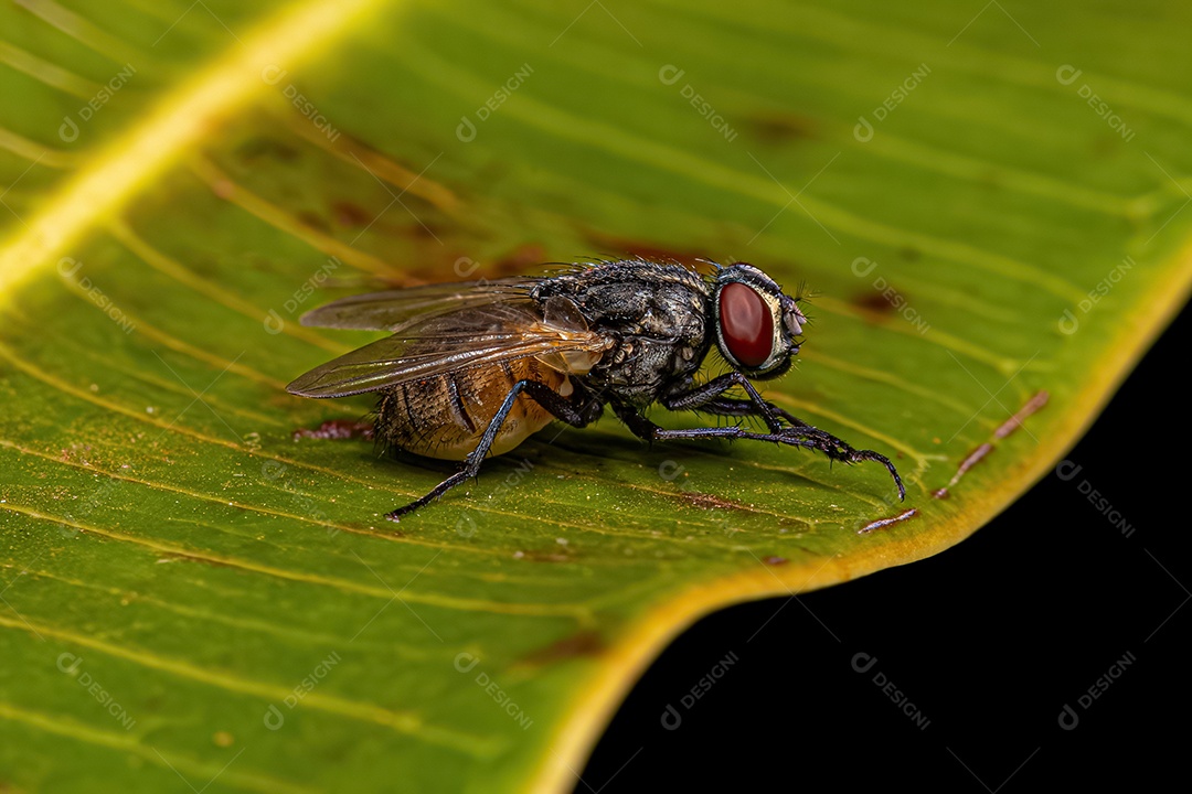 Mosca doméstica adulta do gênero Musca.