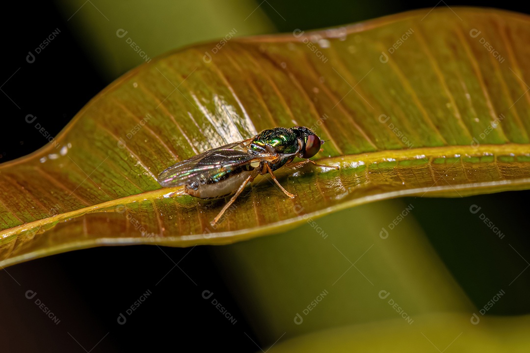 Mosca-soldado adulta da subfamília Sarginae.