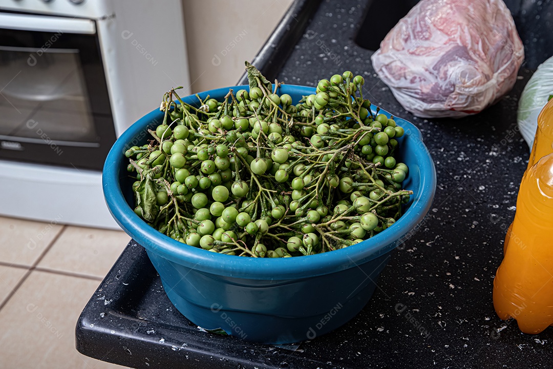 Pequenos frutos verdes de jurubeba coletados em um recipiente azul.