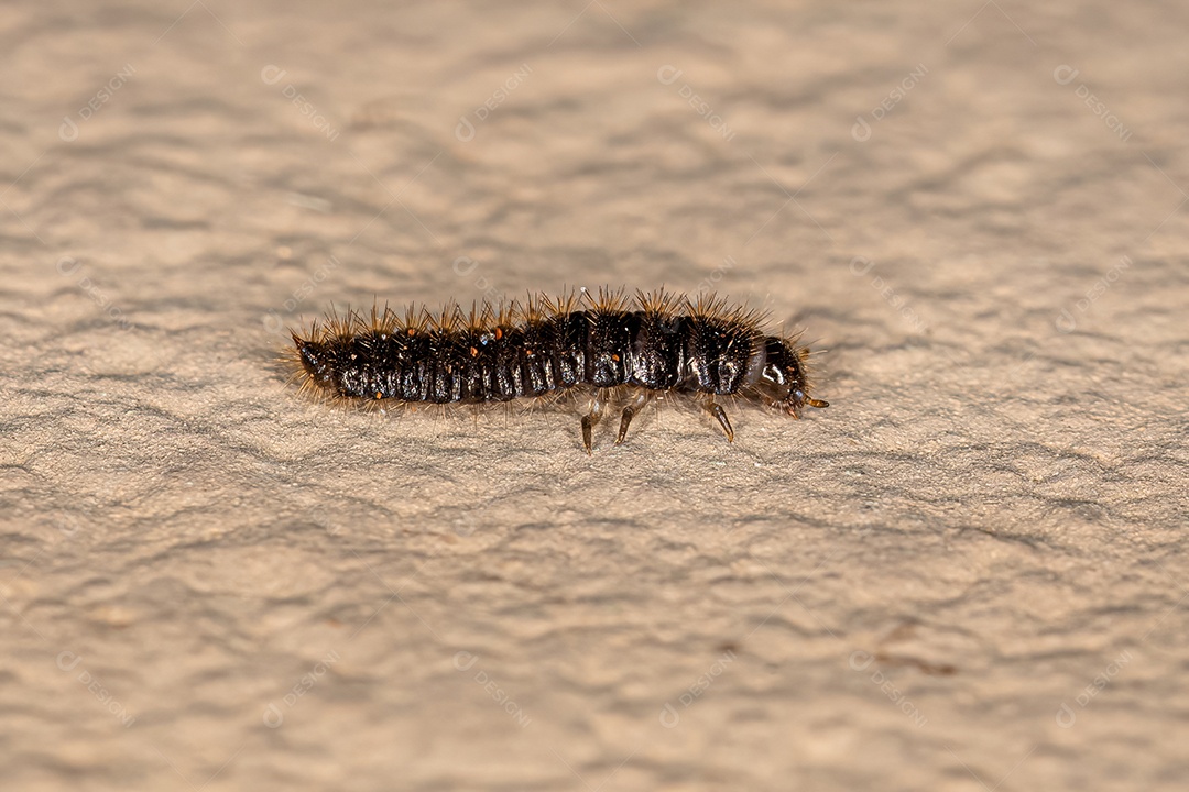 Larva de Besouro de Articulação Longa da espécie Lagria villosa.