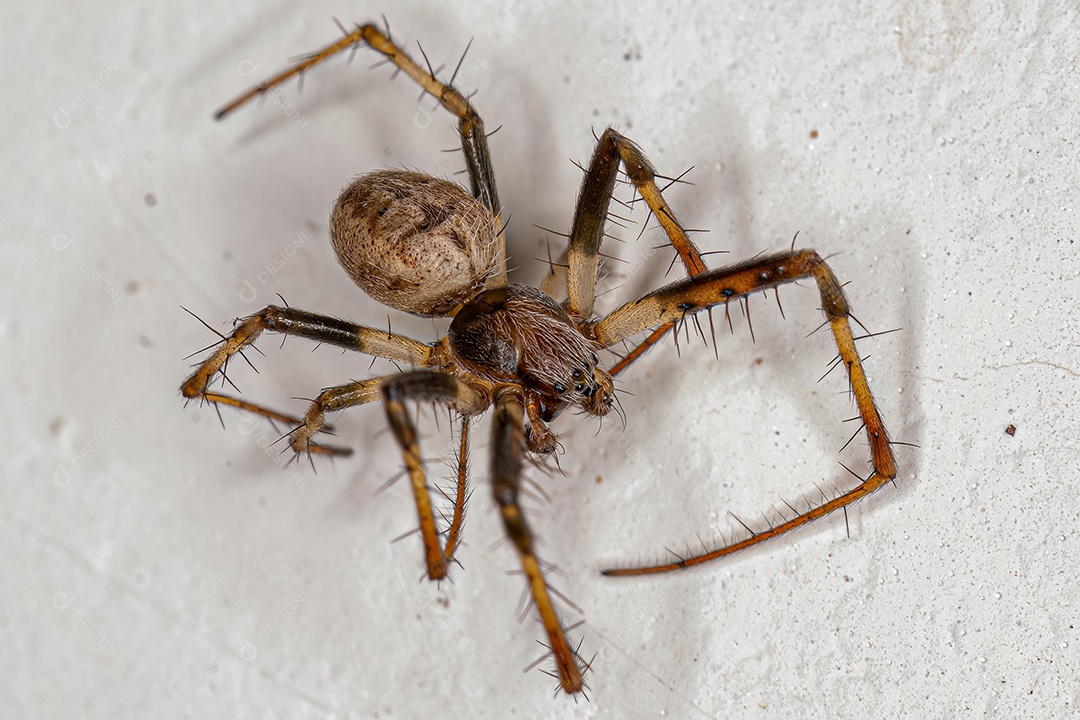 Macho Adulto Típico Orbweaver Aranha do Gênero Metepeira.