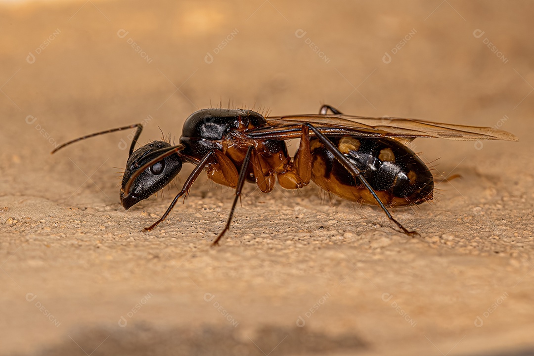 Formiga Rainha Carpinteira Fêmea adulta do gênero Camponotus.