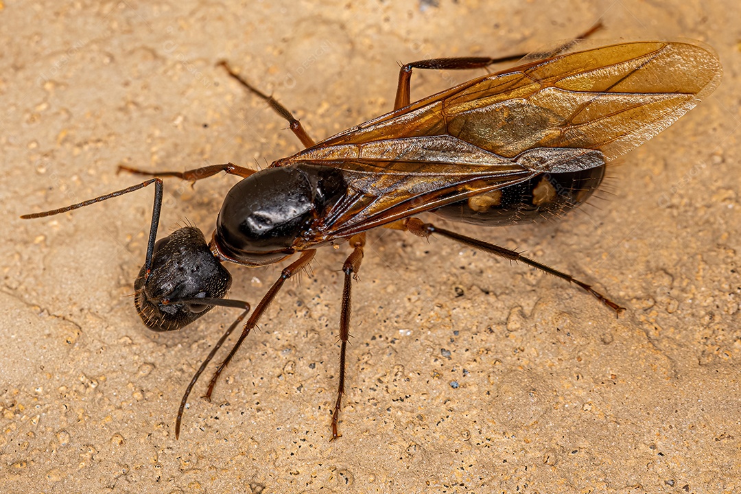 Formiga Rainha Carpinteira Fêmea adulta do gênero Camponotus.