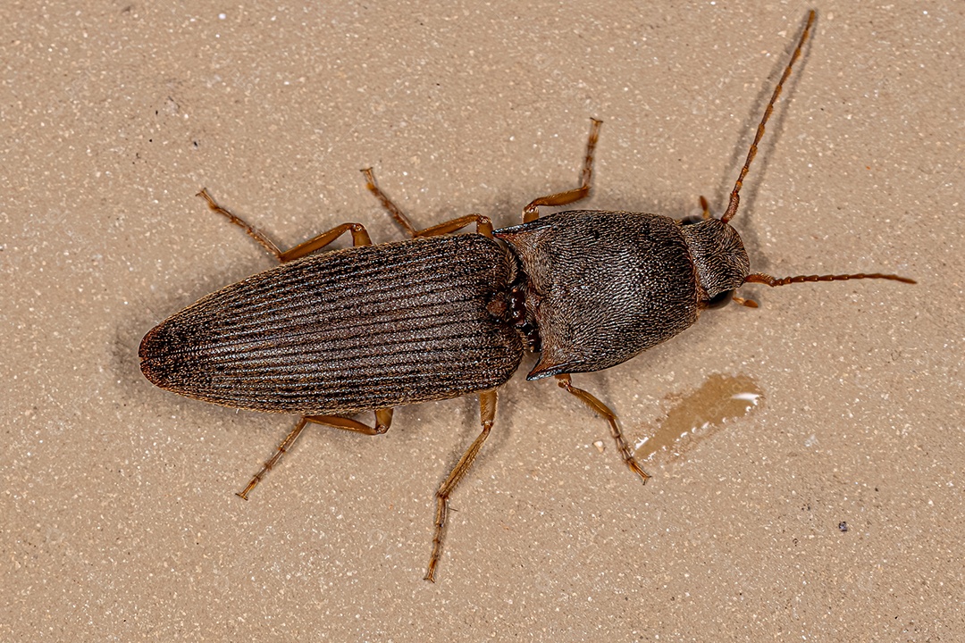 Besouro adulto da família Elateridae.