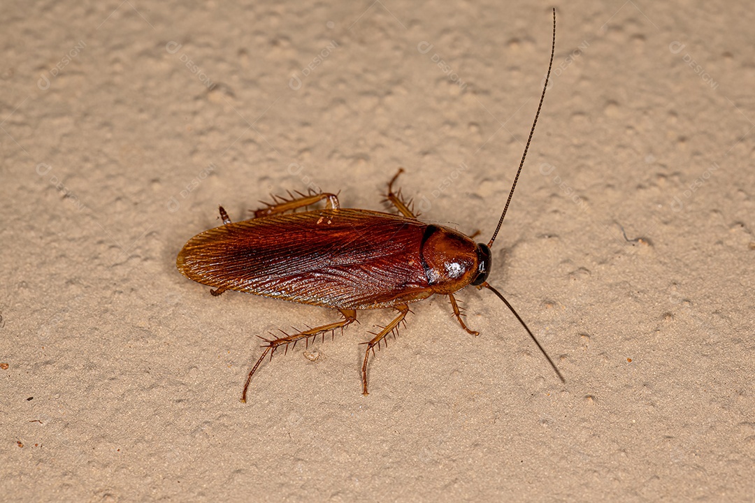 Barata de madeira adulta da família Ectobiidae.