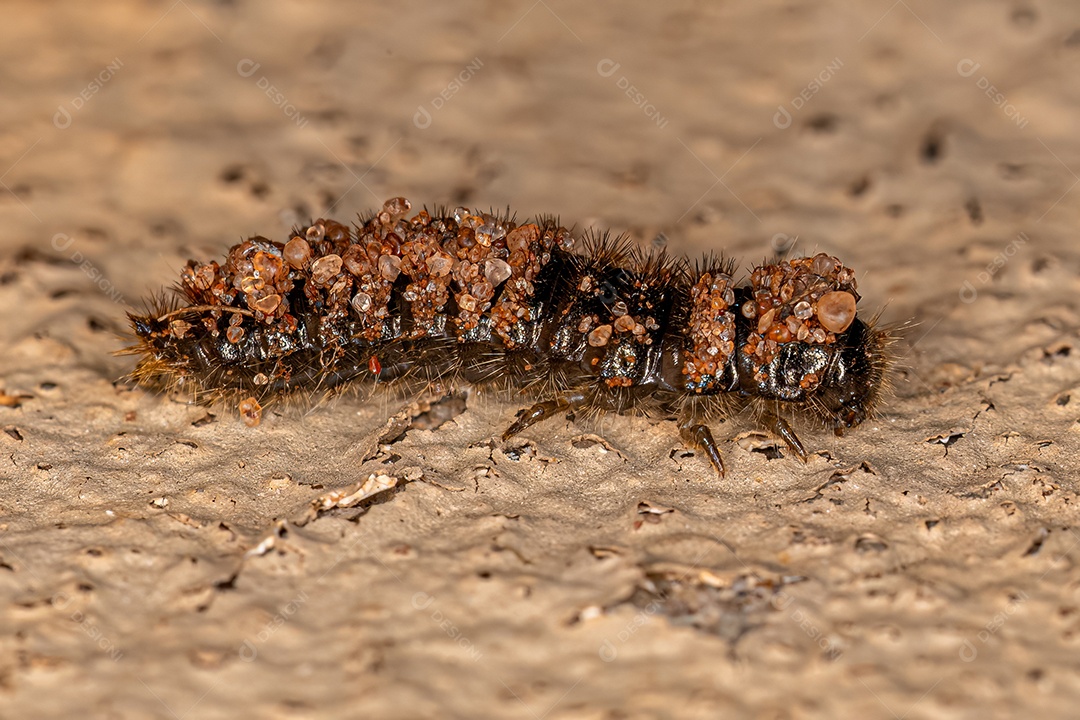 Larva de Besouro de Articulação Longa da espécie Lagria villosa.