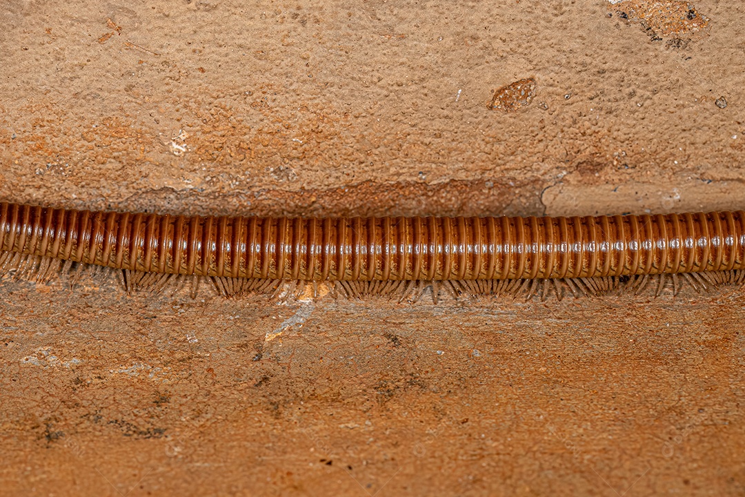 Ddult Millipede Artrópode da classe Diplopoda.