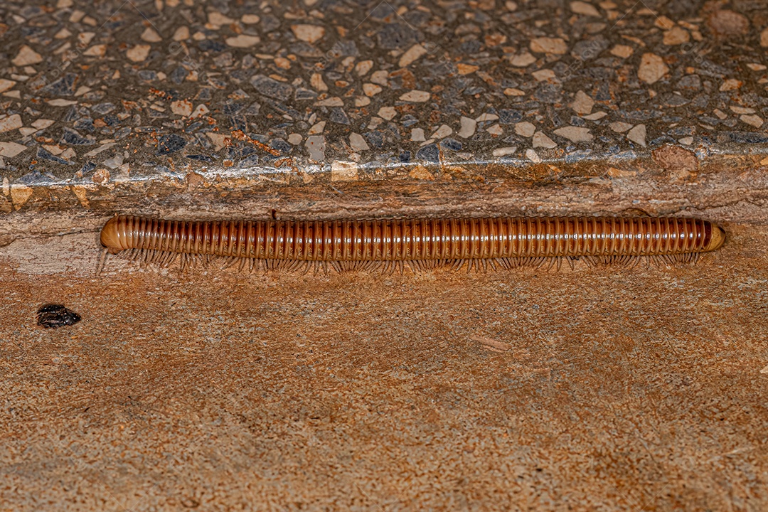 Ddult Millipede Artrópode da classe Diplopoda.