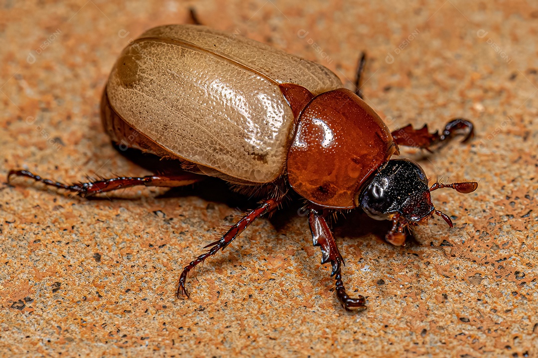 Escaravelho marrom adulto da espécie Cyclocephala melanocephala.