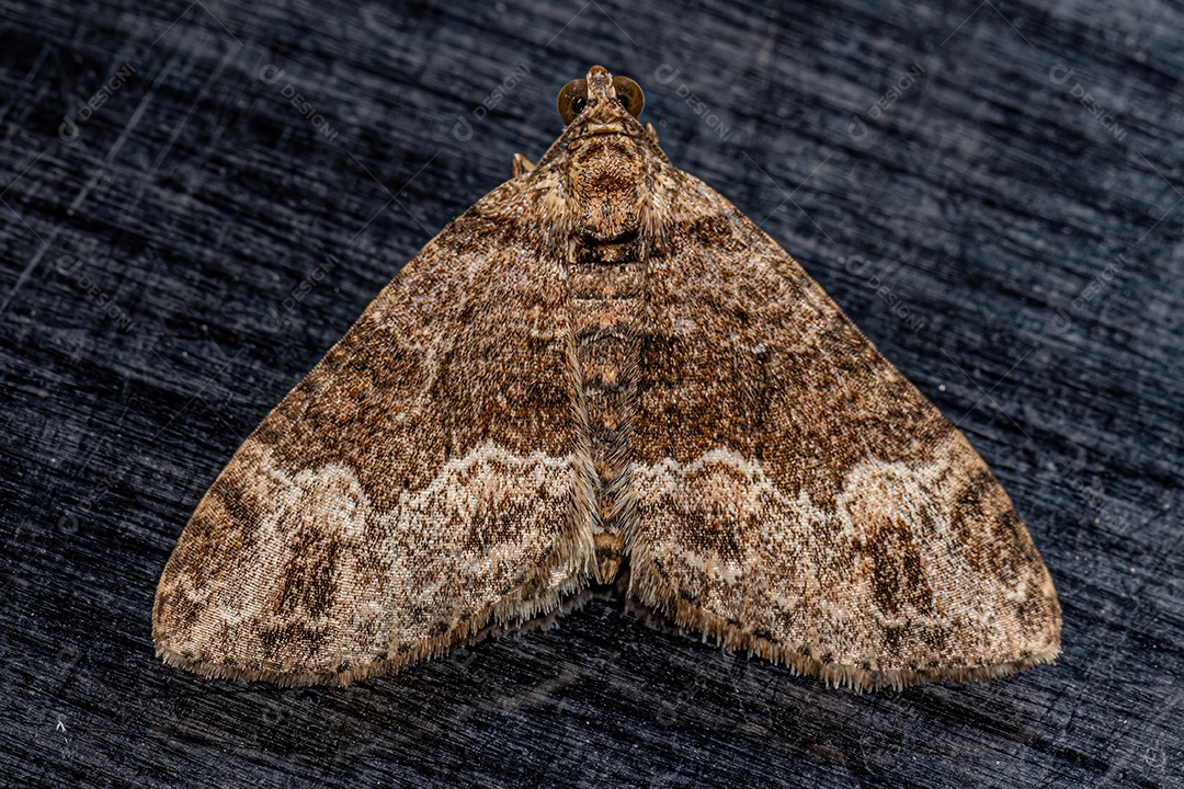 Mariposa adulta da subfamília Larentiinae.