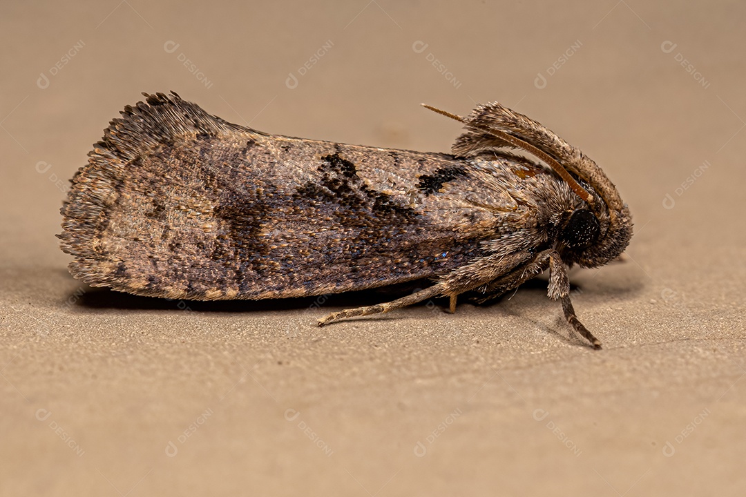 Mariposa tuberosa adulta do gênero Acrolophus.