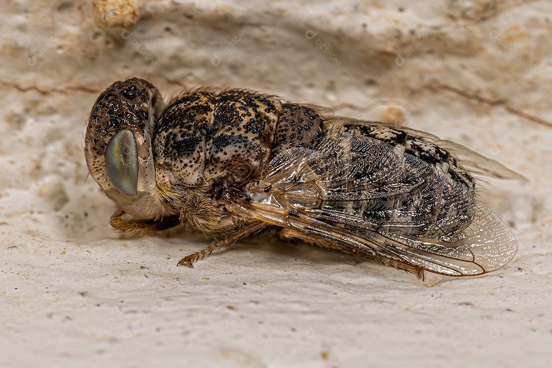 Mosca das narinas ovina adulta da espécie Oestrus ovis.