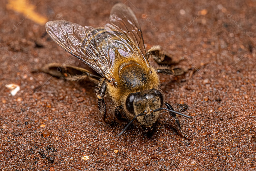Abelha Ocidental Fêmea adulta da espécie Apis mellifera.