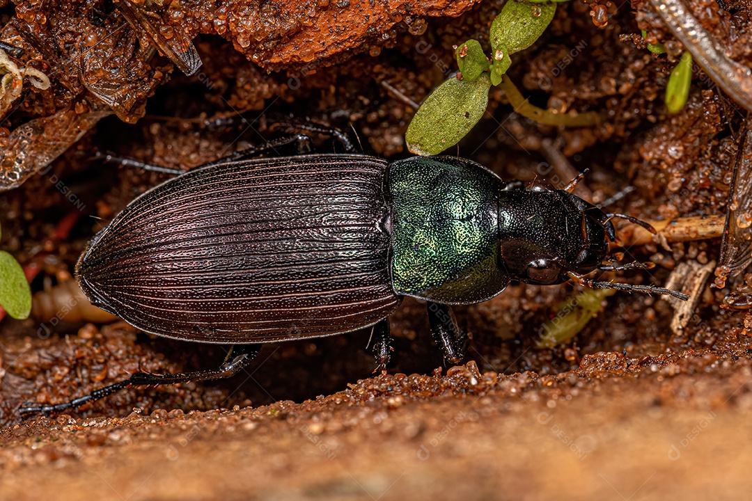 Besouro terrestre adulto da espécie Neoaulacoryssus speciosus.