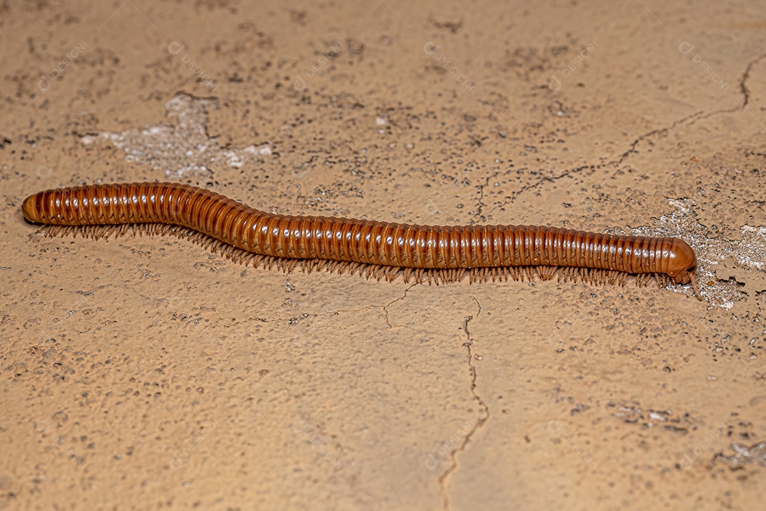 Ddult Millipede Artrópode da classe Diplopoda.