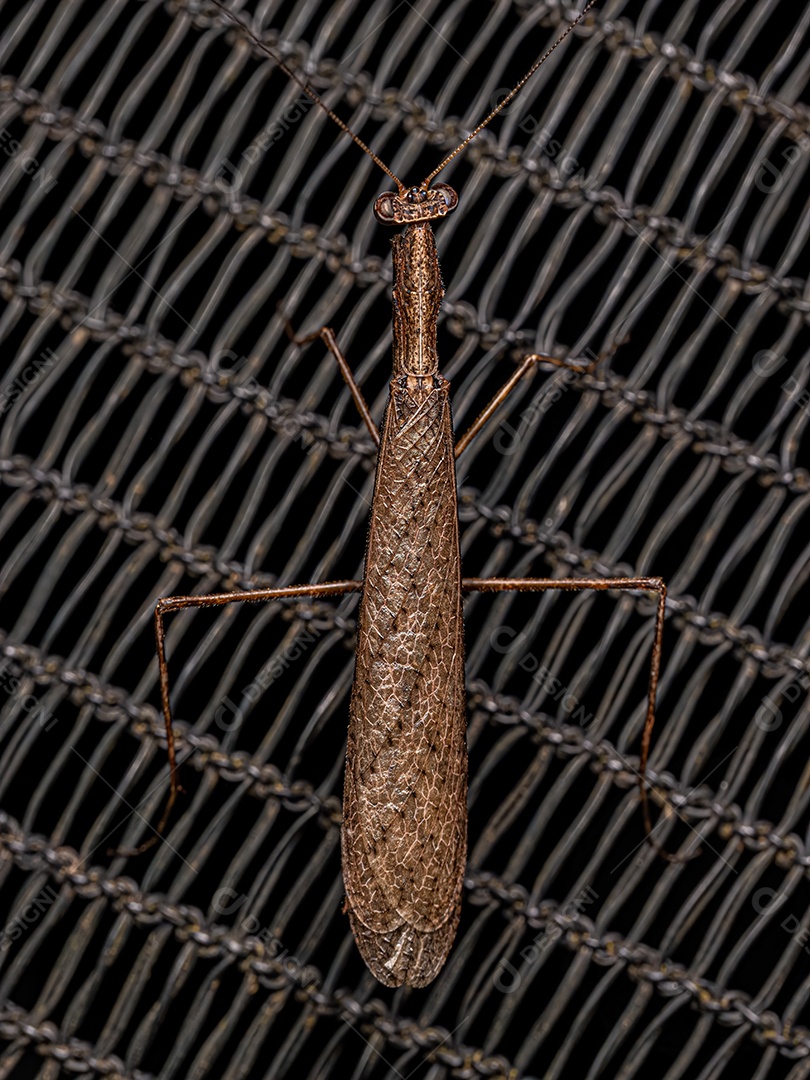 Louva-a-Deus Thespid adulto da família Thespidae.