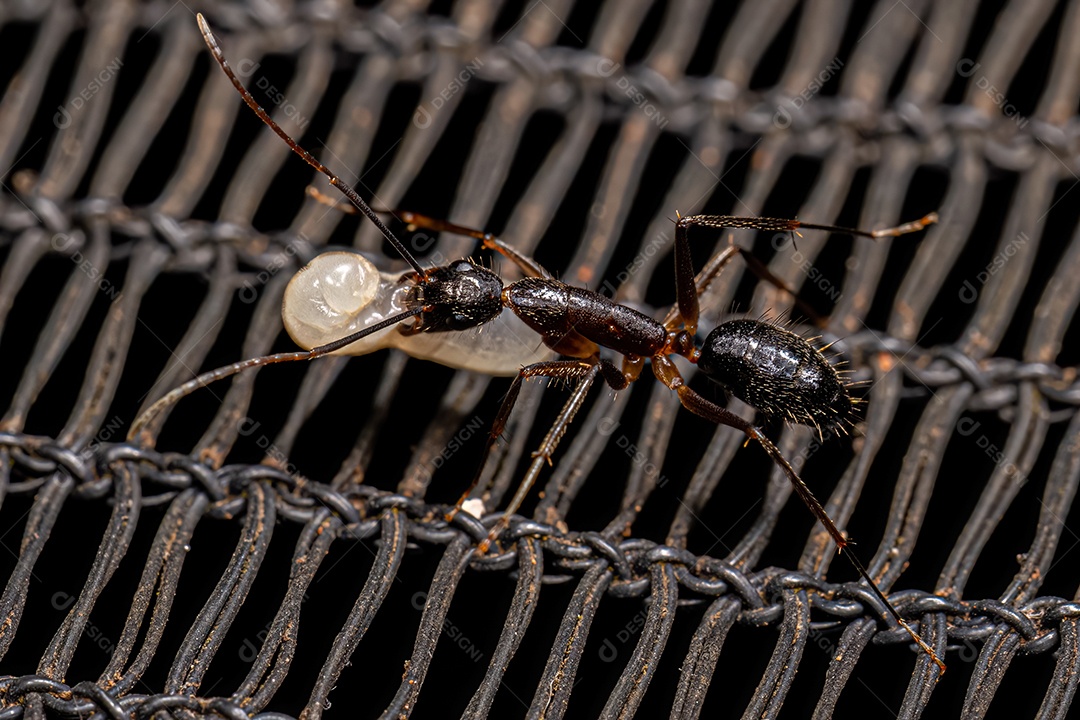 Formiga carpinteira fêmea adulta do gênero Camponotus.