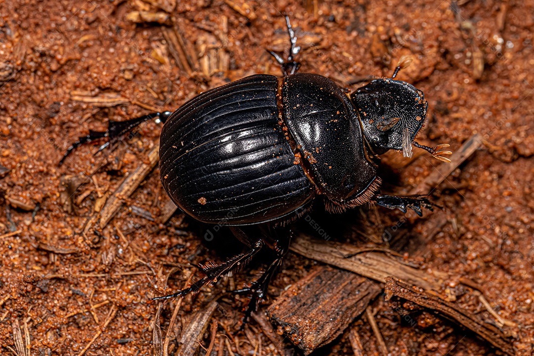 Besouro de Estrume Adulto Pequeno da Tribo Coprini.
