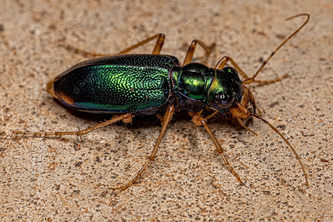Besouro Tigre Metálico Adulto do Gênero Tetracha.