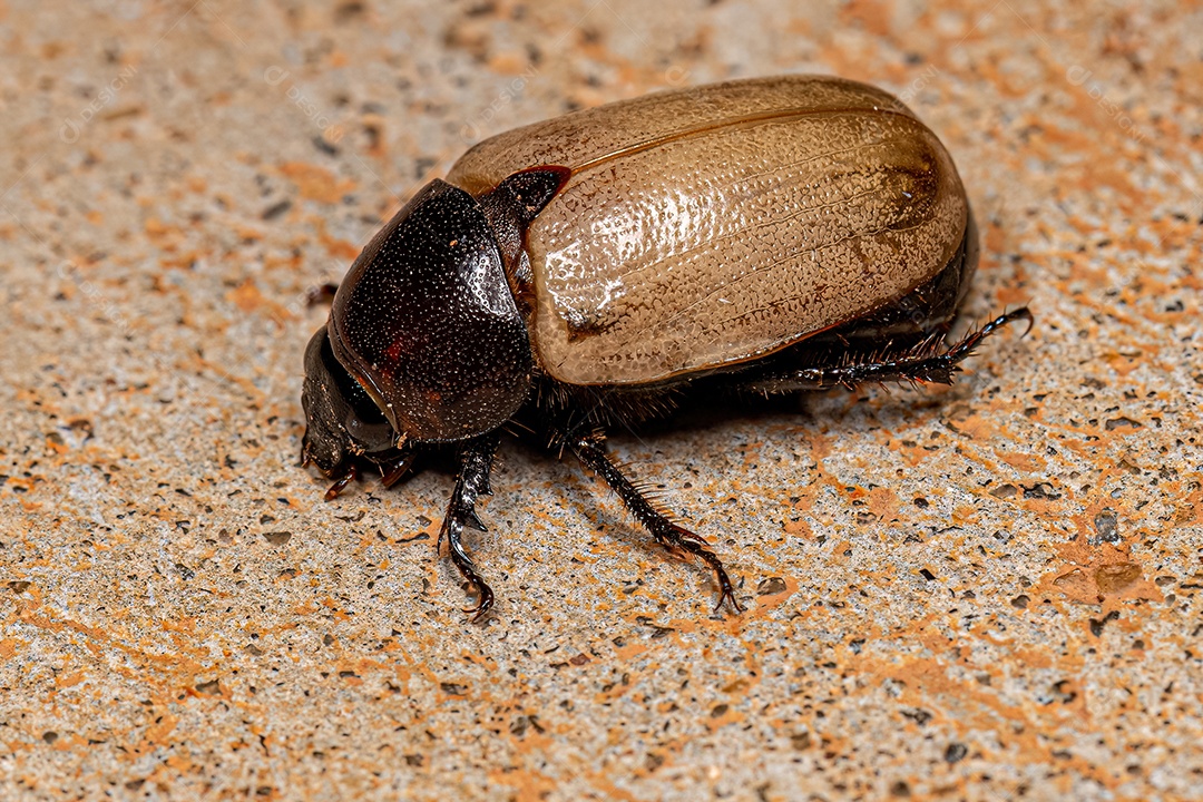 Escaravelho marrom adulto do gênero Cyclocephala.