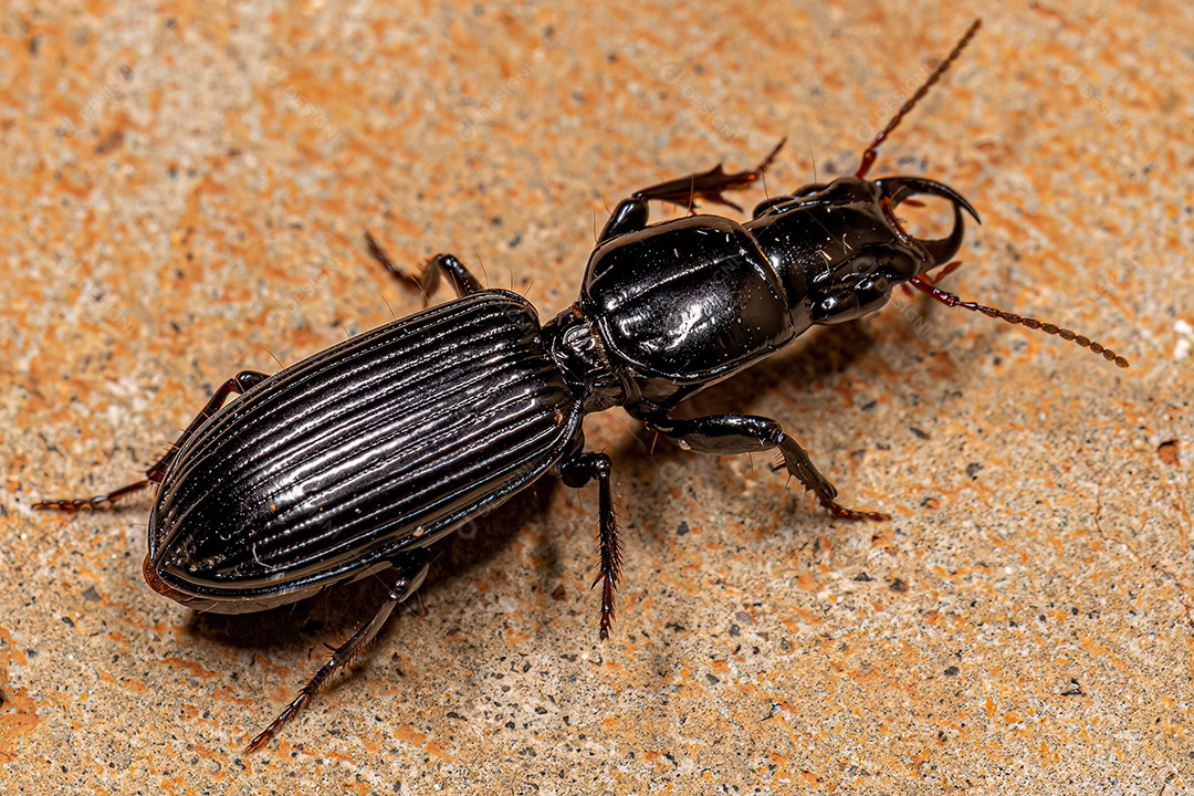 Besouro terrestre pedunculado adulto da subfamília Scaritinae.