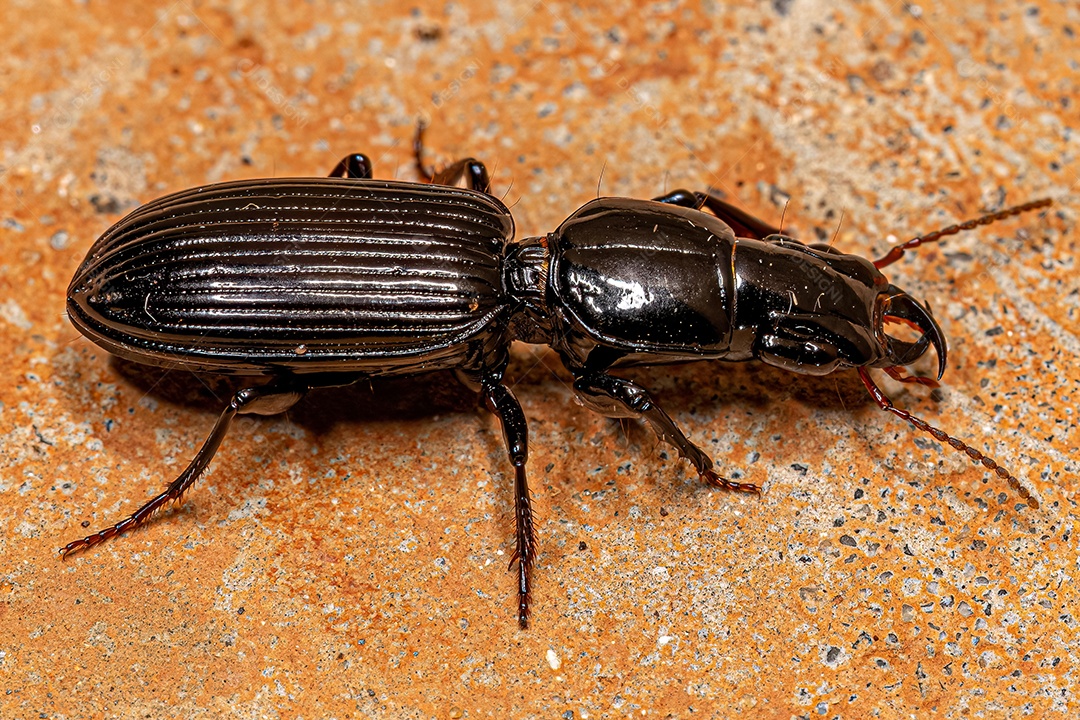 Besouro terrestre pedunculado adulto da subfamília Scaritinae.
