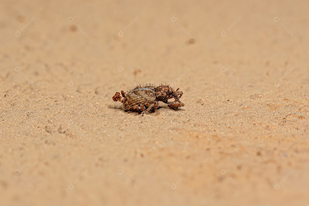 Gorgulho Verdadeiro Adulto da Família Curculionidae.
