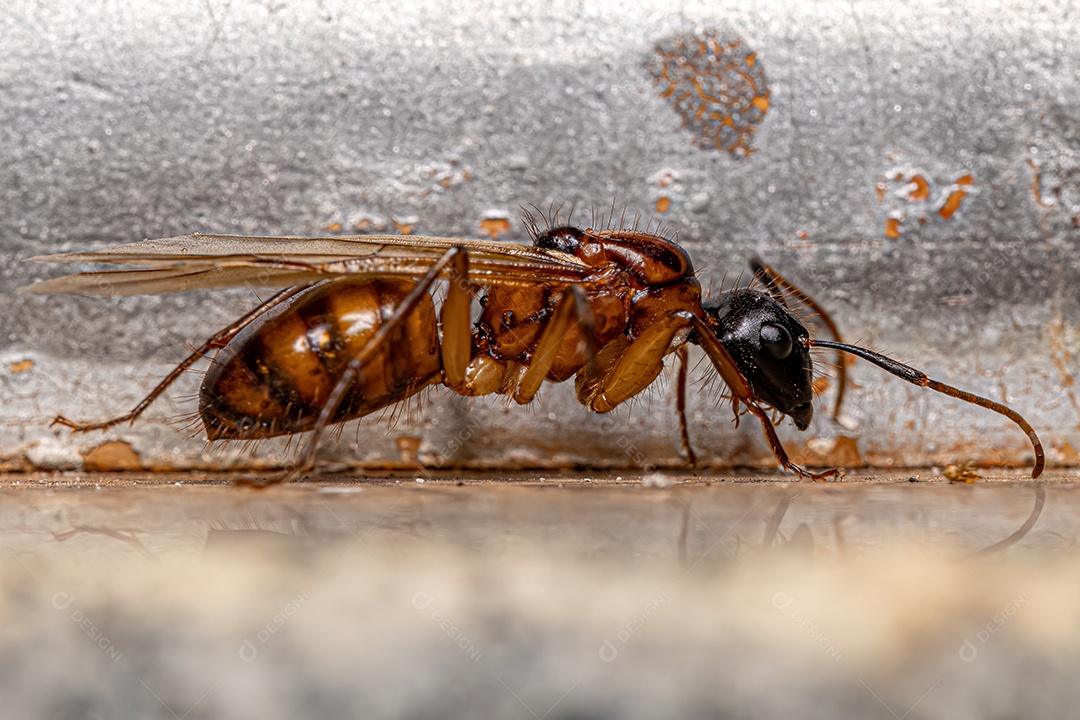 Formiga Rainha Carpinteira Fêmea adulta do gênero Camponotus.