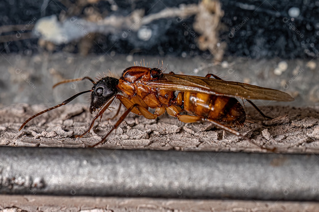 Formiga Rainha Carpinteira Fêmea adulta do gênero Camponotus.