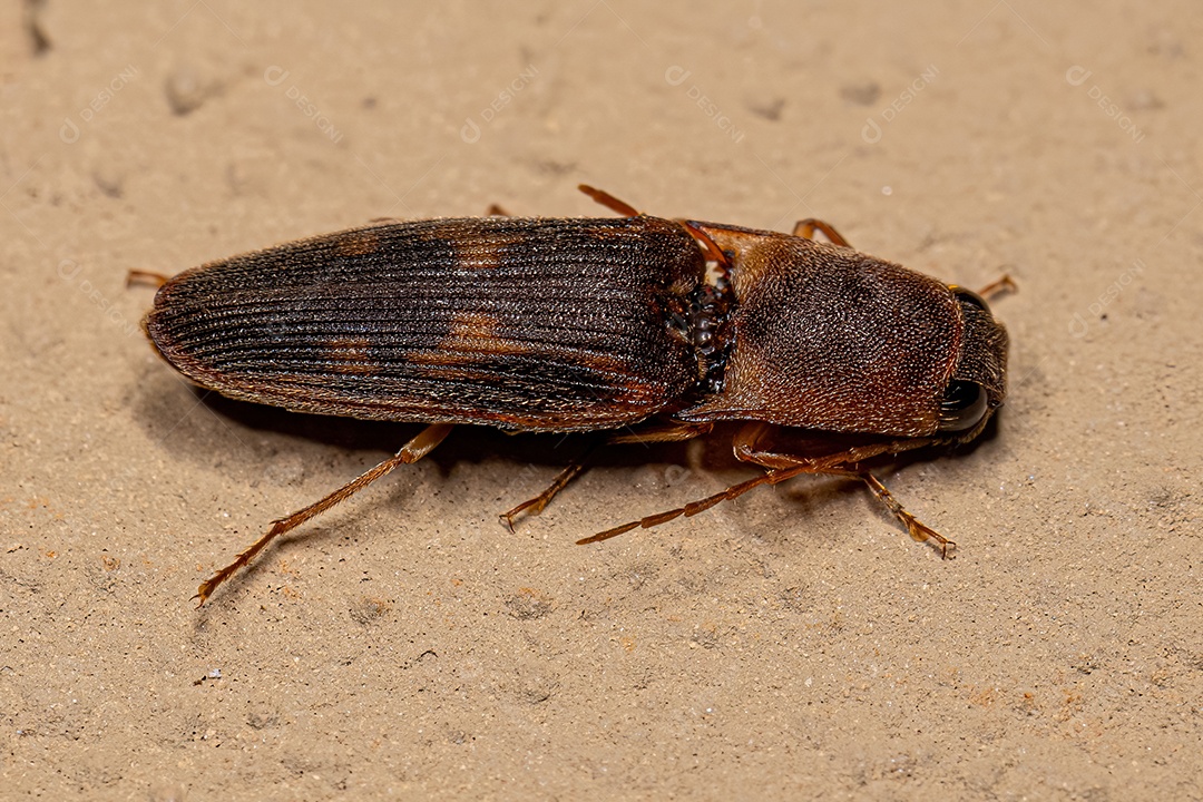 Besouro adulto da família Elateridae.